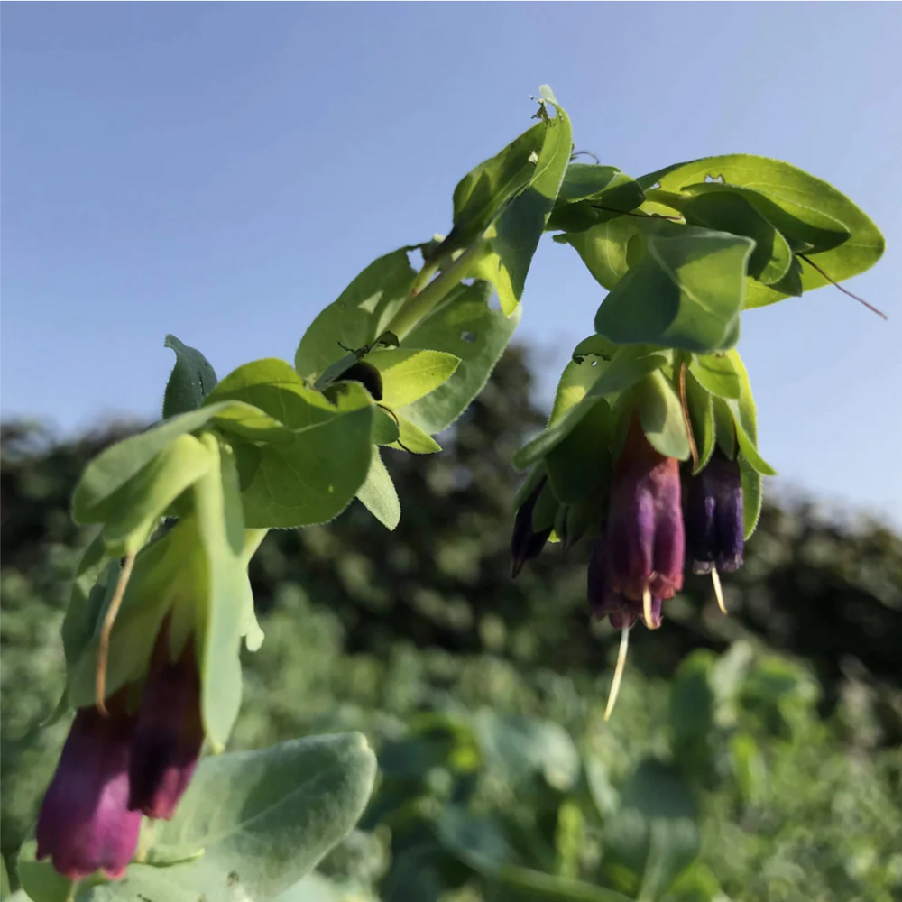 Cerinthe - Hudson Valley Seed Co