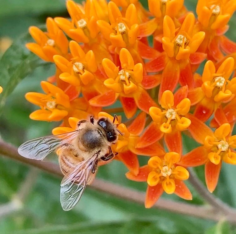 24 Pollinator-Friendly Plants For Your Garden - HoneyGramz