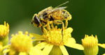 The Buzz About Bee Pollen