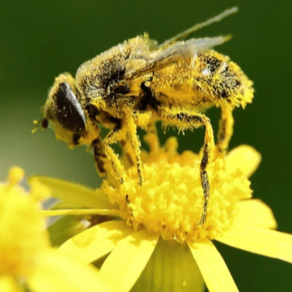 The Buzz About Bee Pollen - HoneyGramz