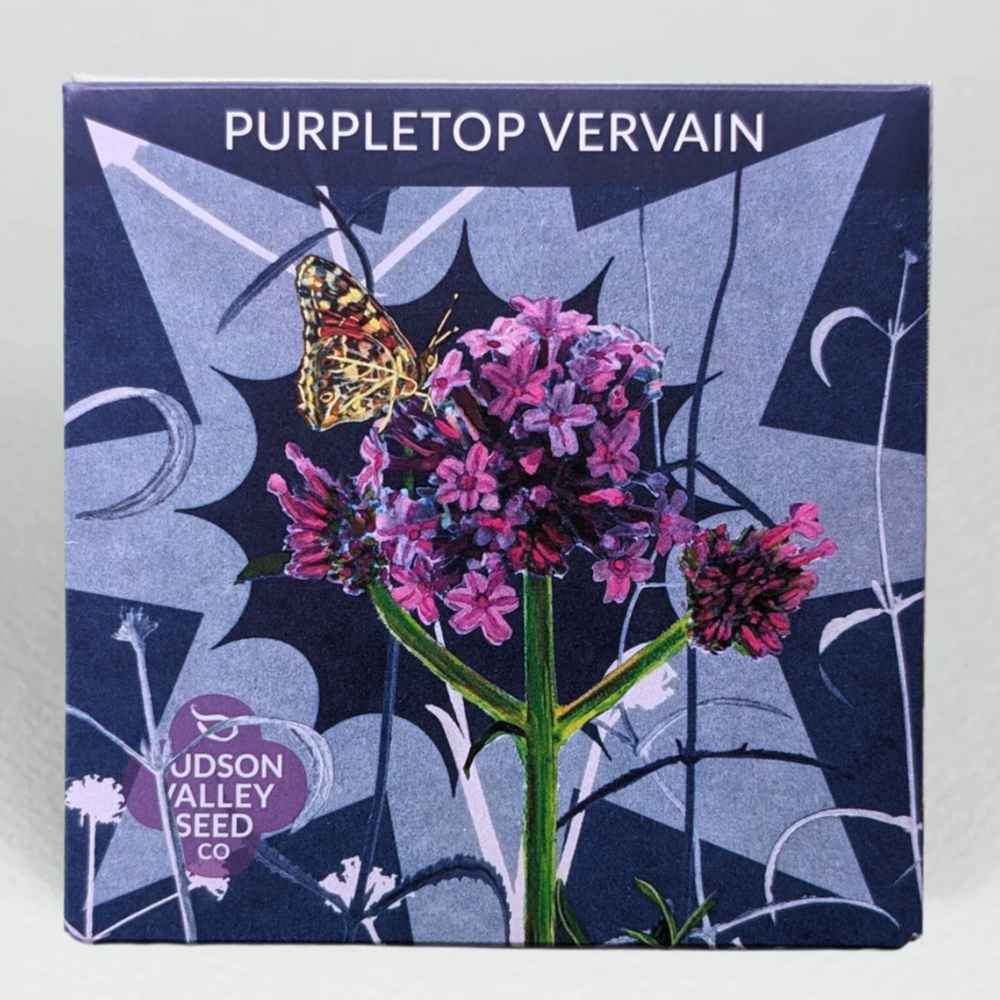 Purpletop Vervain - Hudson Valley Seed Co