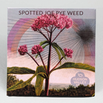 Spotted Joe Pye Weed - Hudson Valley Seed Co