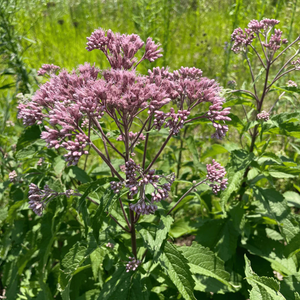 Spotted Joe Pye Weed - Hudson Valley Seed Co