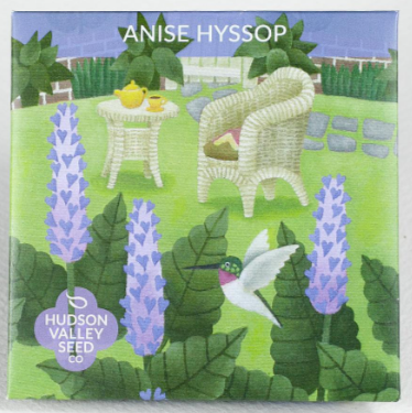 Anise Hyssop