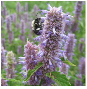Anise Hyssop
