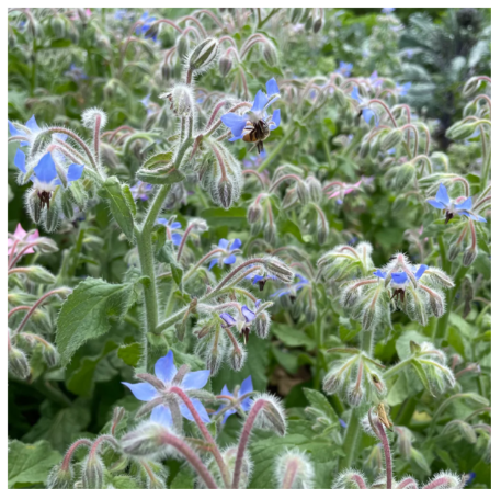 Borage