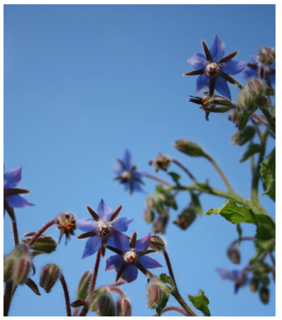 Borage