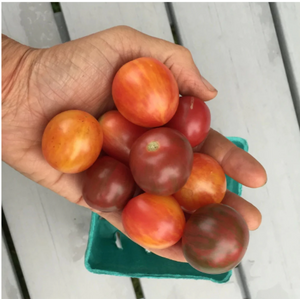 Bumble Bee Mix Cherry Tomato