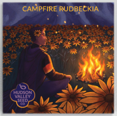 Campfire Rudbeckia