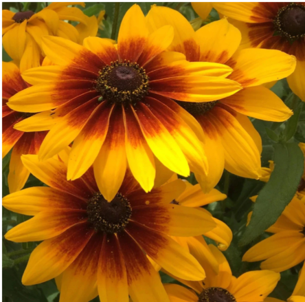 Campfire Rudbeckia