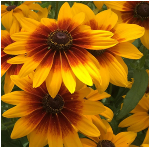 Campfire Rudbeckia