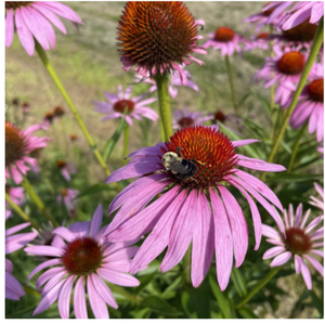 Echinacea