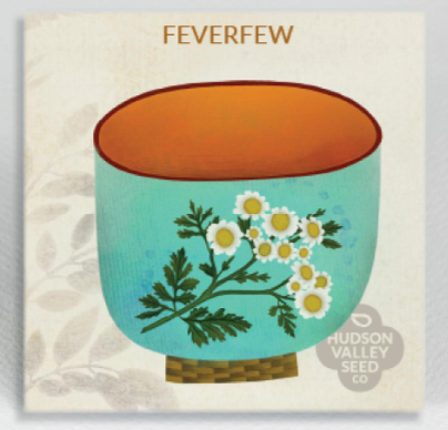 Feverfew