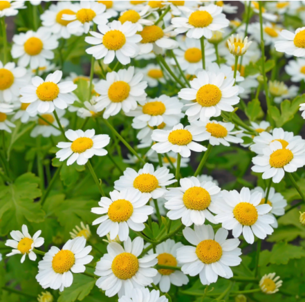 Feverfew
