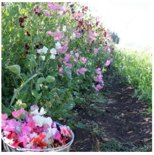 Finnriver Sweet Pea