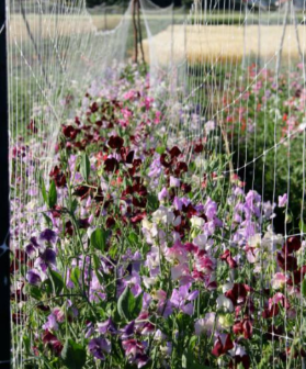 Finnriver Sweet Pea