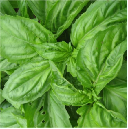 Genovese Basil