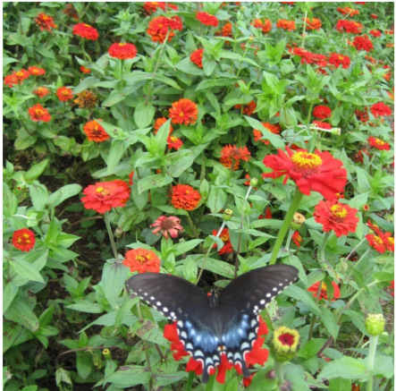 Gift Zinnia