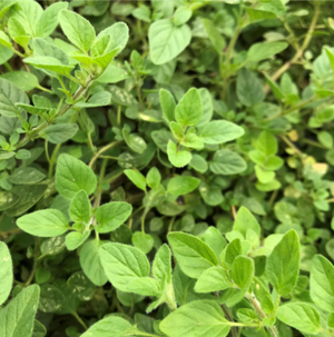 Greek Oregano