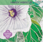 Hardy Hibiscus