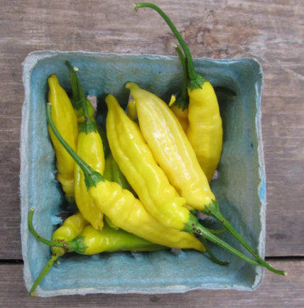 Lemon Drop Hot Pepper