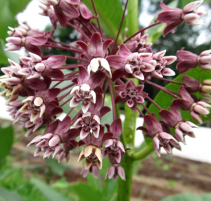 Milkweed