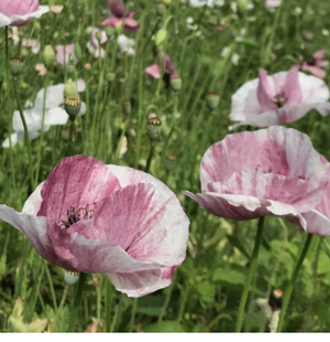 Mother of Pearl Poppy