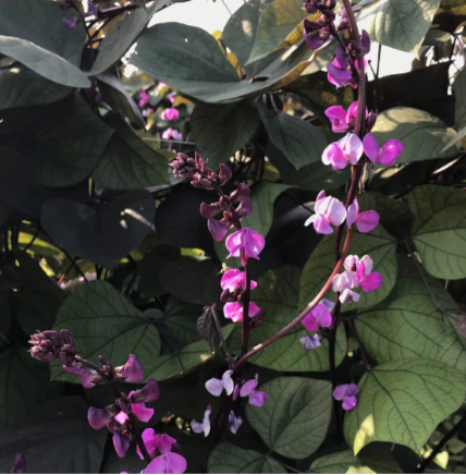 Ruby Moon Hyacinth Bean