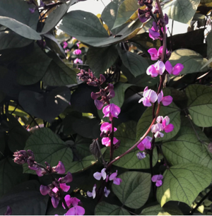 Ruby Moon Hyacinth Bean