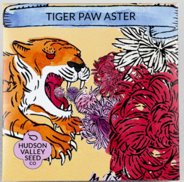 Tiger Paw Aster
