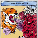 Tiger Paw Aster