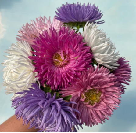 Tiger Paw Aster