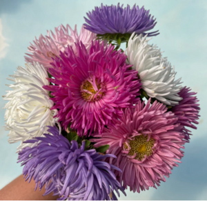 Tiger Paw Aster