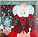Velvet Queen Sunflower