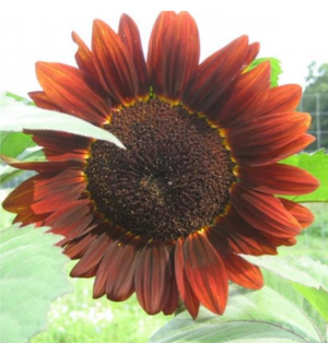 Velvet Queen Sunflower