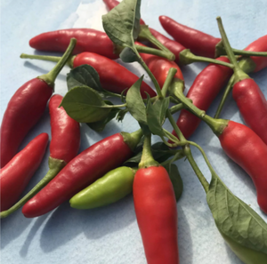 Matchbox Pepper