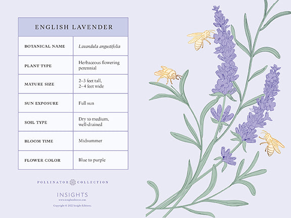 Honeybee Card Portfolio