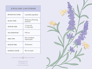 Honeybee Card Portfolio