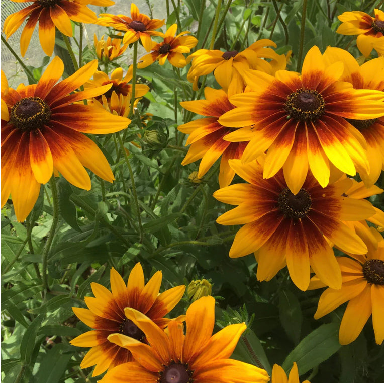 Campfire Rudbeckia - Hudson Valley Seed Co