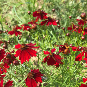 Dyer's Coreopsis - Hudson Valley Seed Co