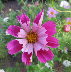 Sea Shells Cosmos- Hudson Valley Seed Co
