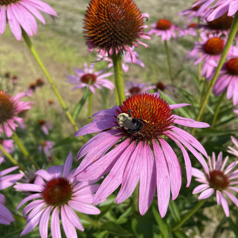 
            
                Load image into Gallery viewer, Echinacea - Hudson Valley Seed Co
            
        