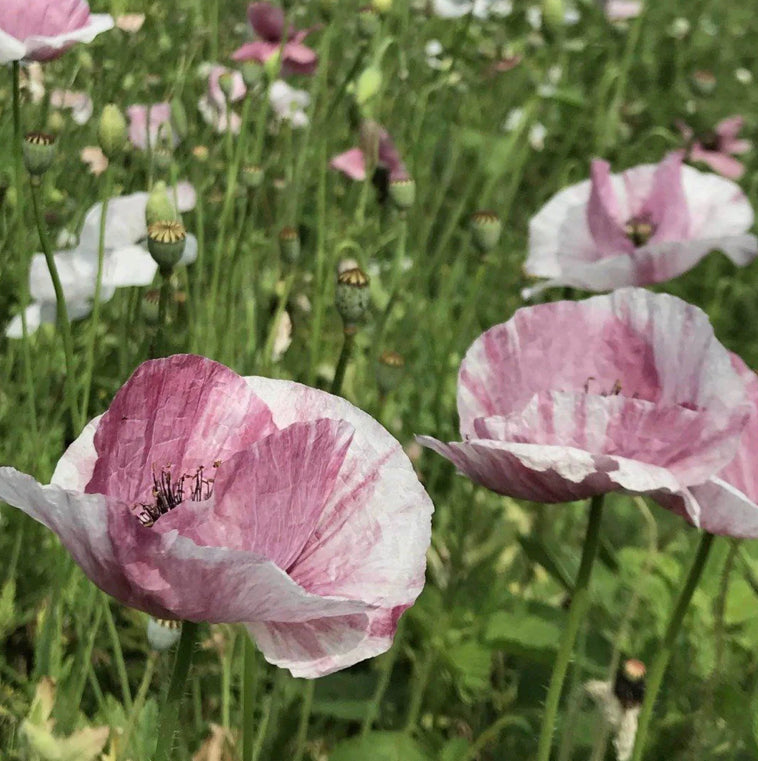Mother of Pear Poppy- Hudson Valley Seed Co