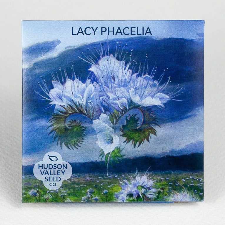 Lacy Phacelia- Hudson Valley Seed Co