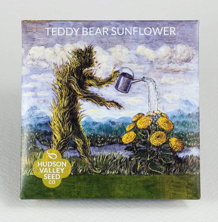Teddy Bear Sunflower - Hudson Valley Seed Co