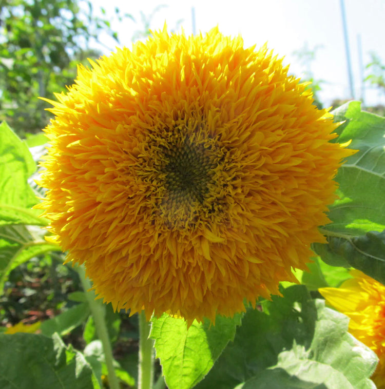 
            
                Load image into Gallery viewer, Teddy Bear Sunflower - Hudson Valley Seed Co
            
        