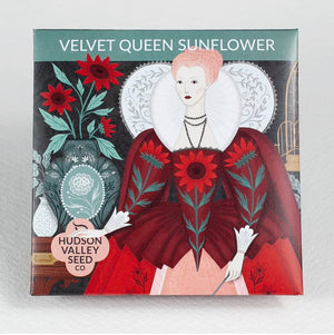 Velvet Queen Sunflower- Hudson Valley Seed Co