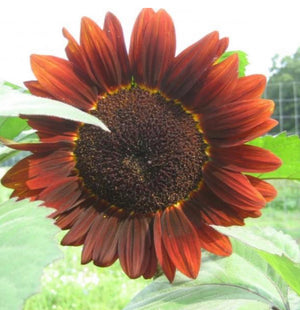 Velvet Queen Sunflower- Hudson Valley Seed Co