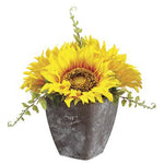 Sunflower in Pot